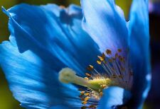 Używany, NIEBIESKI MAK TYBETAŃSKI-15 NASION-MECONOPSIS BETONIFOLIA-HIMALAYAN BLUE MAK  na sprzedaż  Wysyłka do Poland