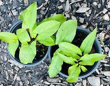 Erythronium pagoda dogs for sale  UK