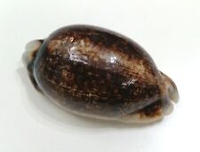 Guscio cypraea eglantina usato  Italia