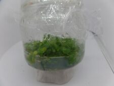 Usado, Dionaea muscipula B52, in vitro, cultivo de tejidos, planta jarra segunda mano  Embacar hacia Argentina