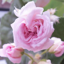 Rosebud geranium pink for sale  PETERBOROUGH