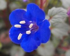 California bluebell flower for sale  Southampton