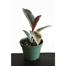 Ficus tineke rubber for sale  Wadsworth