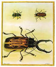 Beetles francois nicolas for sale  DEREHAM