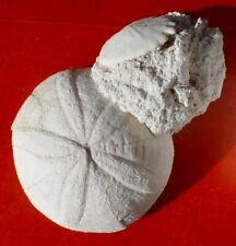 Oursins fossiles pliocènes d'occasion  Cuxac-d'Aude