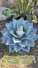 Agave ovatifolia frosty for sale  West Covina