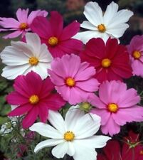 Cosmos bipinnatus early for sale  READING