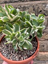 Curly green variegata for sale  LONDON