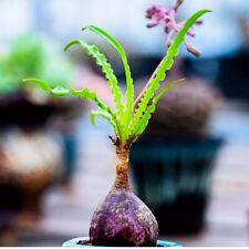 1-2cm Albuca Ledebouria Crispa Hyacinthaceae Succulent Cactus Live Plant Rare for sale  Shipping to South Africa