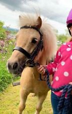 Hunter bridle plaited for sale  LLANGOLLEN