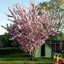 Japanische zierkirsche prunus gebraucht kaufen  Saterland