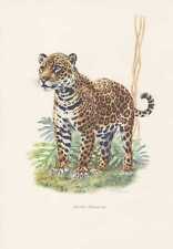 Jaguar Panthera Onca Impresión en Color De 1959 Onza Onze Panther Zoologie,, usado comprar usado  Enviando para Brazil