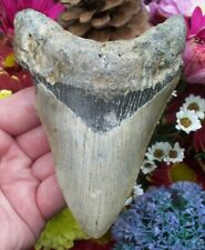 NEARLY 5 1/2 INCH MASSIVE 100% NATURAL MEGALODON SHARK TOOTH for sale  Shipping to South Africa