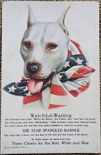 American pitbull dog for sale  LIVERPOOL