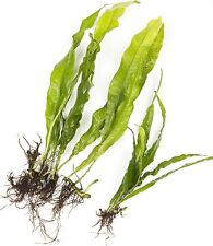 Java fern live for sale  Shipping to Ireland