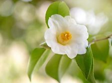 aynsley camellia for sale  Shipping to Ireland