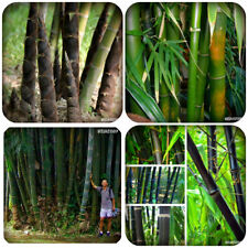 500 semi bambu usato  Arezzo