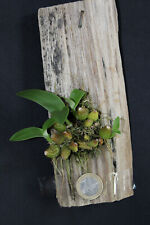 Bulbophyllum lemniscatoides for sale  Shipping to Ireland