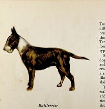 Bull terrier 1939 for sale  Cambridge