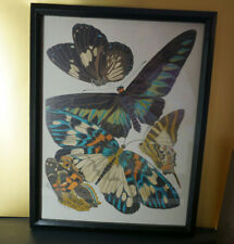 Market butterflyers framed for sale  Southlake