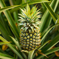 Edible indoor pineapple for sale  PETERBOROUGH