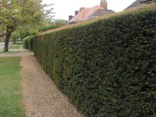 Native english yew for sale  ALTON