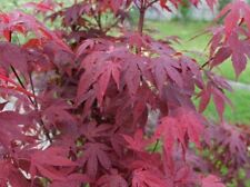 Emperor japanese maple for sale  Fairview