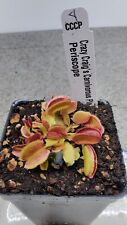 Dionaea venus flytraps for sale  Lorton