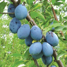 Stanley prune plum for sale  Saint Louis