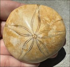 Fossil sea urchin for sale  Vail