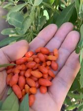 Goji berry live for sale  Monterey Park