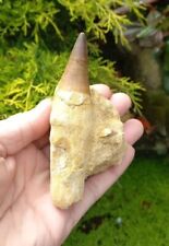 Fossil mosasaur tooth for sale  WREXHAM