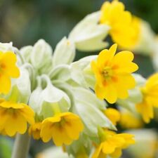 Primula veris plug for sale  LONDON