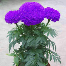 120 purple marigold d'occasion  Expédié en Belgium