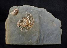 Iridescent caloceras ammonite for sale  BRIDPORT