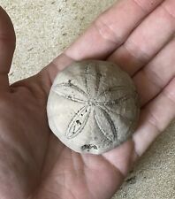 Fossilized sea biscuit for sale  Liberty