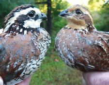 quail for sale  Ireland