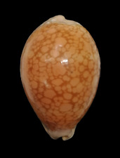 Shell CYPRAEA BRODERIPII S.Africa 79,2 mm for sale  Shipping to South Africa