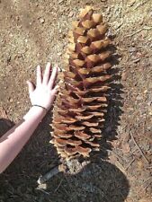 Giant sugar pine for sale  Chariton