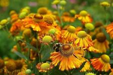 Helenium sunset shades for sale  RICHMOND