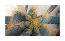 10x Pilosocereus azureus torch cactus garden plants - seeds B2231 for sale  Shipping to South Africa