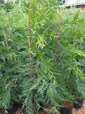 Green leylandii hedging for sale  MARCH