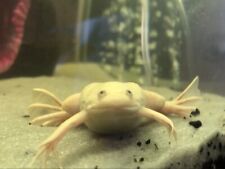 Fully aquatic frog for sale  Bolivar