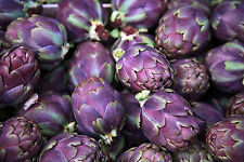Graines artichaut violet d'occasion  France