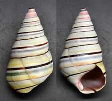 Shells - Liguus virginus 38.2 mm. landsnail Caribbean for sale  Shipping to South Africa