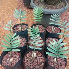 Seedling Encephalartos Horridus Ship By DHL Express Free Phyto for sale  Shipping to South Africa