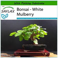 Saflax bonsai weiße gebraucht kaufen  Mecklenbeck,-Amelsbüren