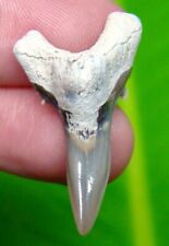 Hemipristis shark tooth for sale  Bradenton
