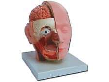 Human head anatomical for sale  HARROGATE