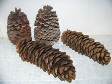 Used, 4 Extra Large Pine Cones, 7 to 11" For Rustic Christmas Decoration or Crafting for sale  Shipping to South Africa